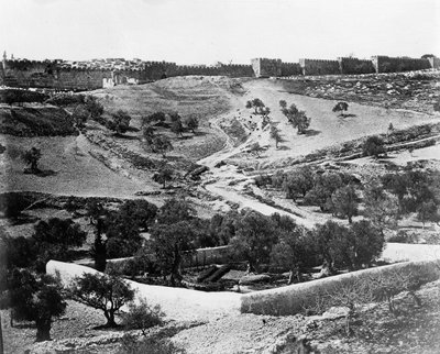 Garden of Gethsemane by Felice Beato